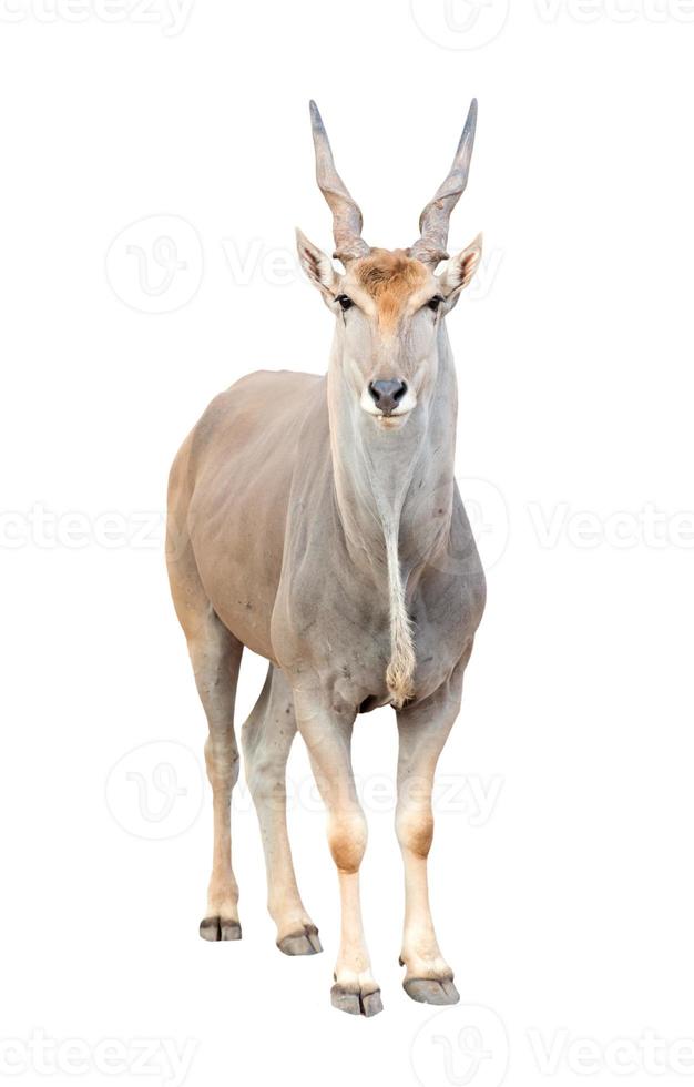 eland isolated on white background photo