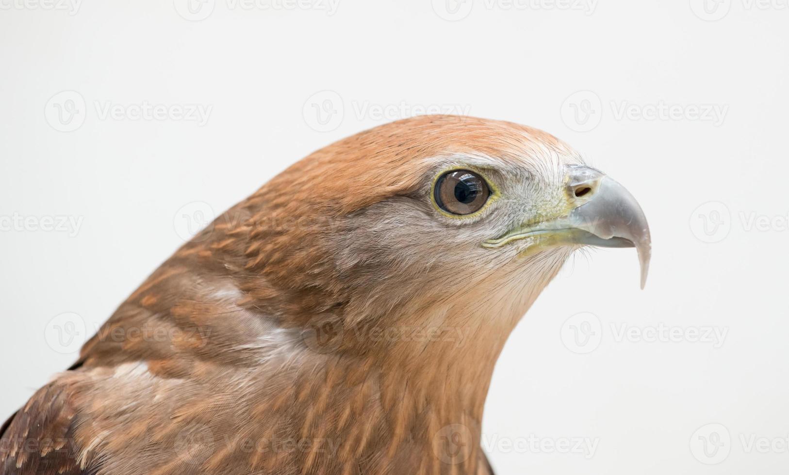 young Brahminy kite or Red-backed sea-eagle photo