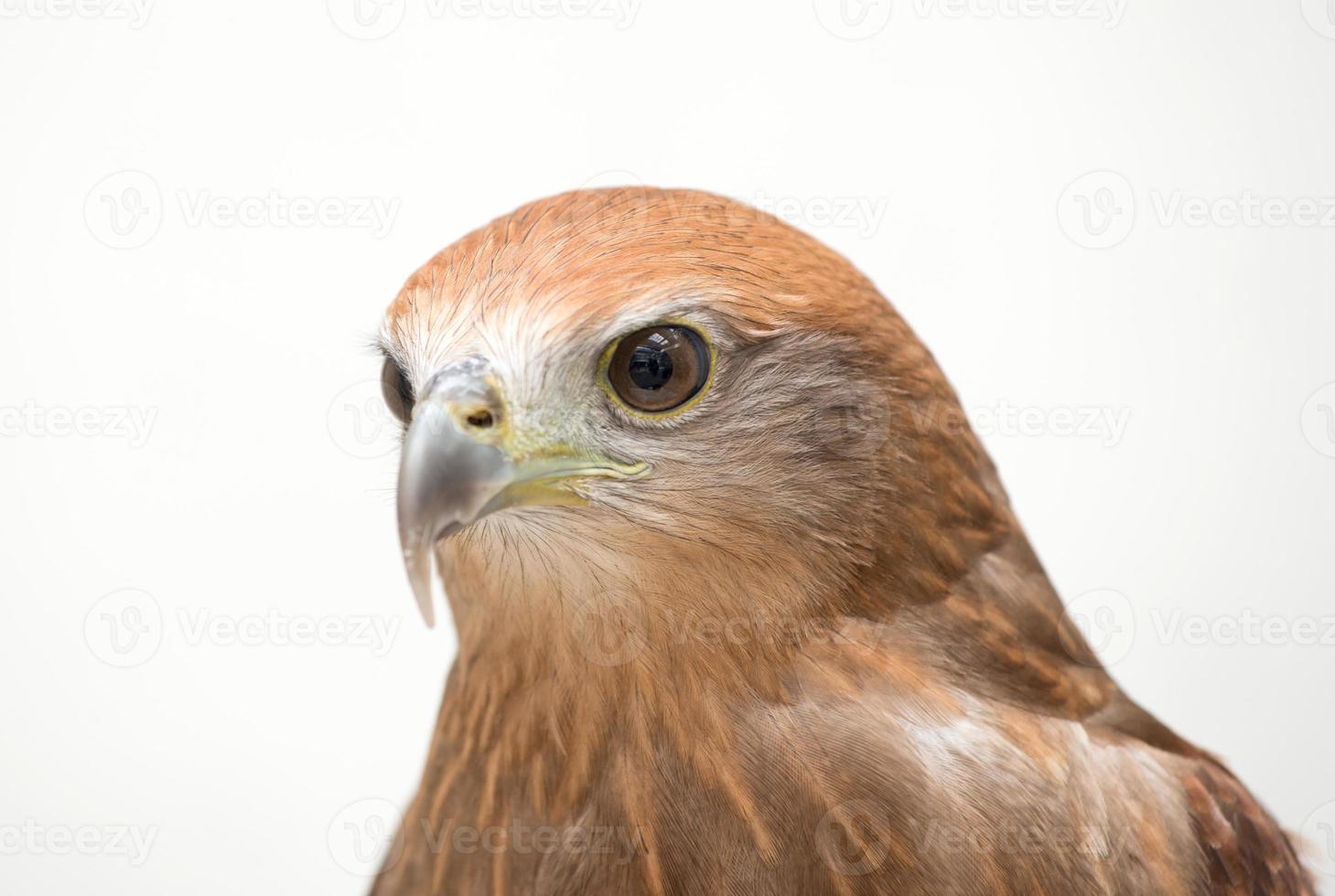 young Brahminy kite or Red-backed sea-eagle photo