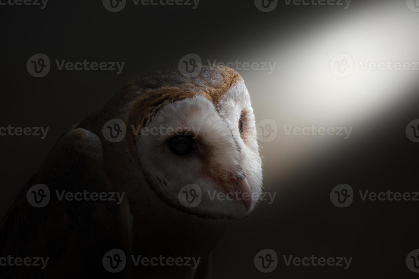 common barn owl photo