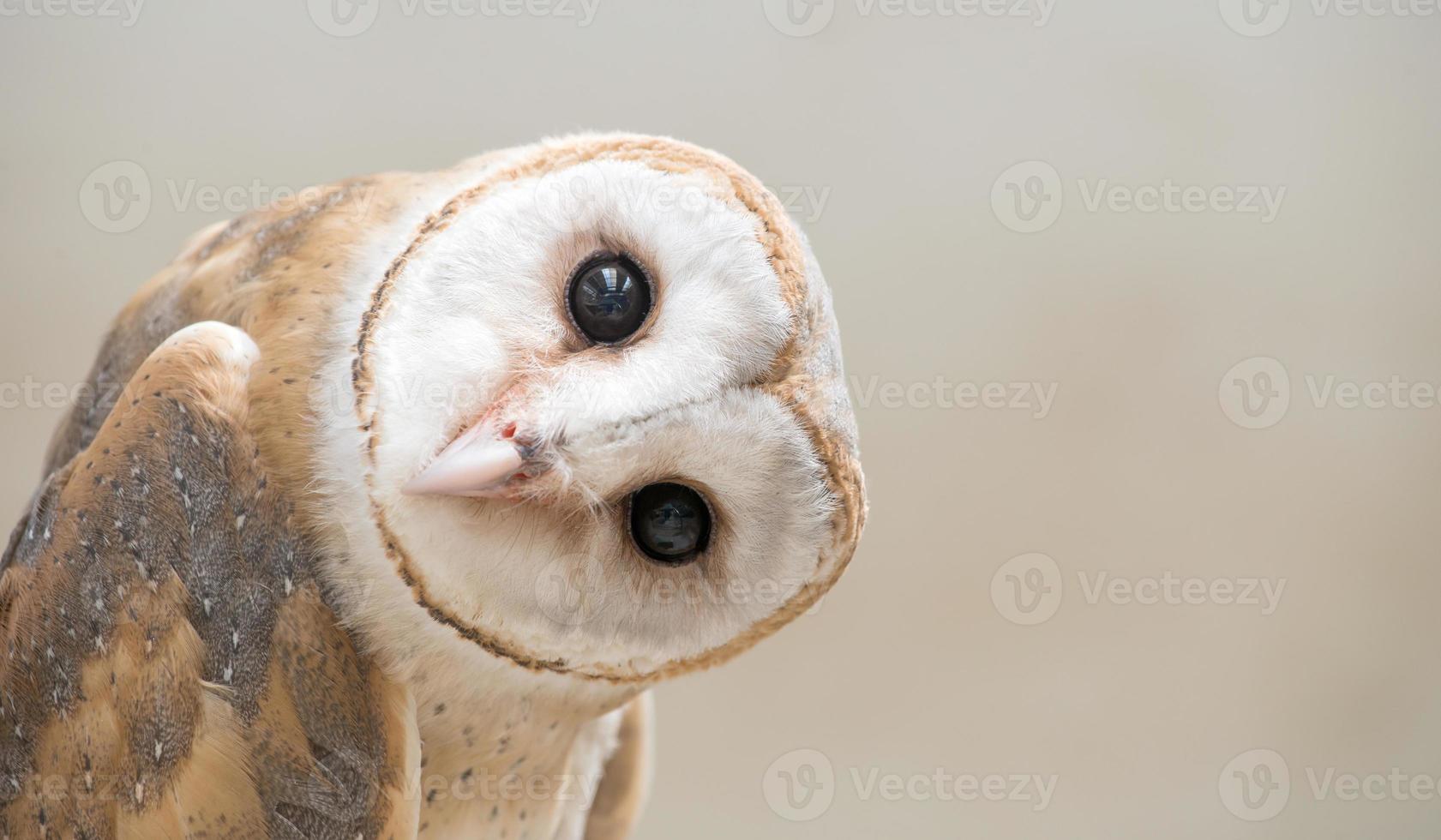 common barn owl photo