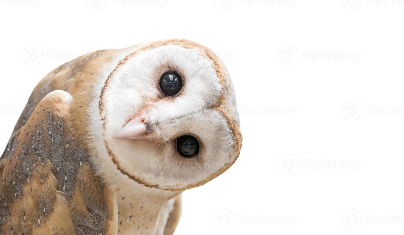 common barn owl photo