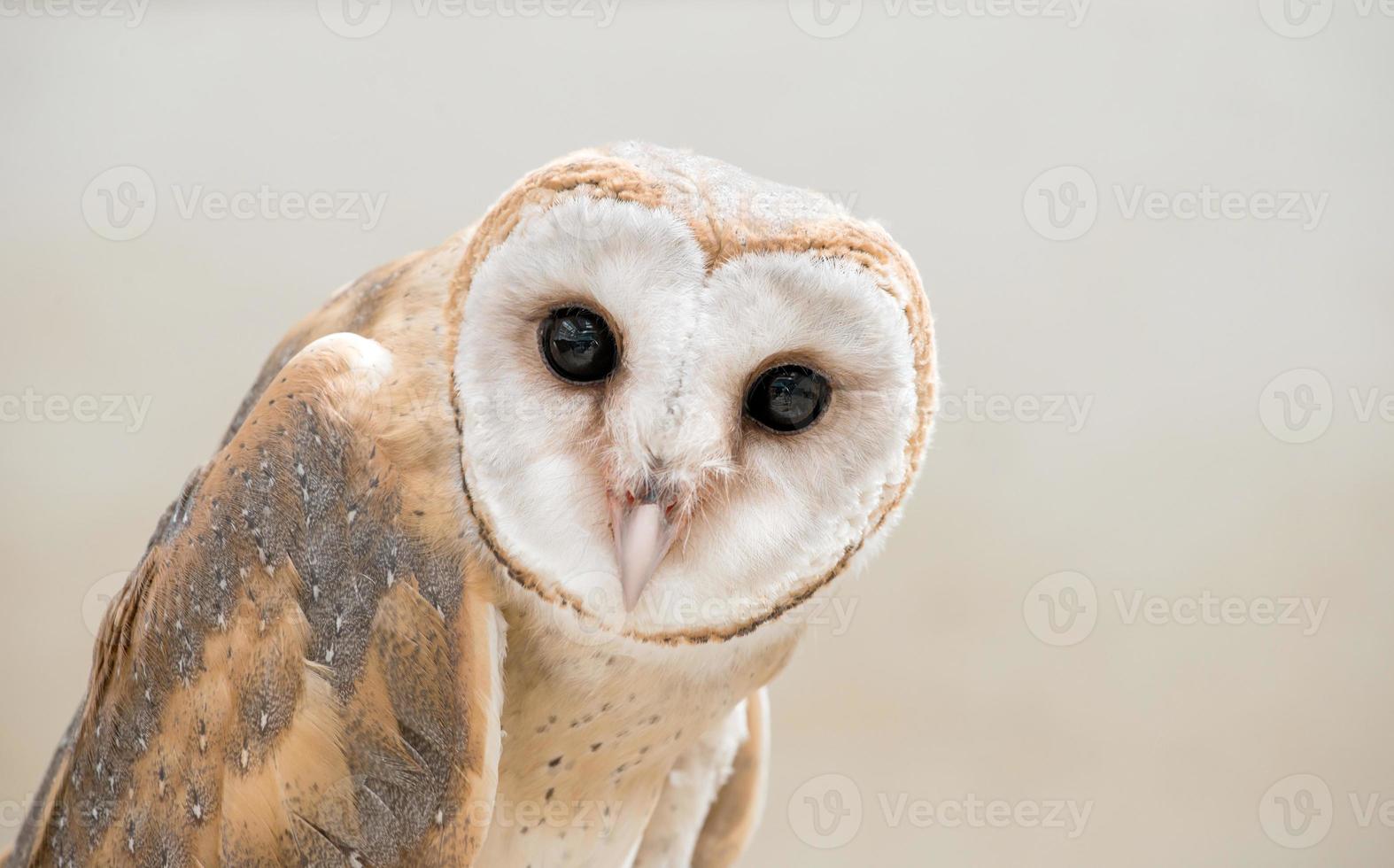 common barn owl photo