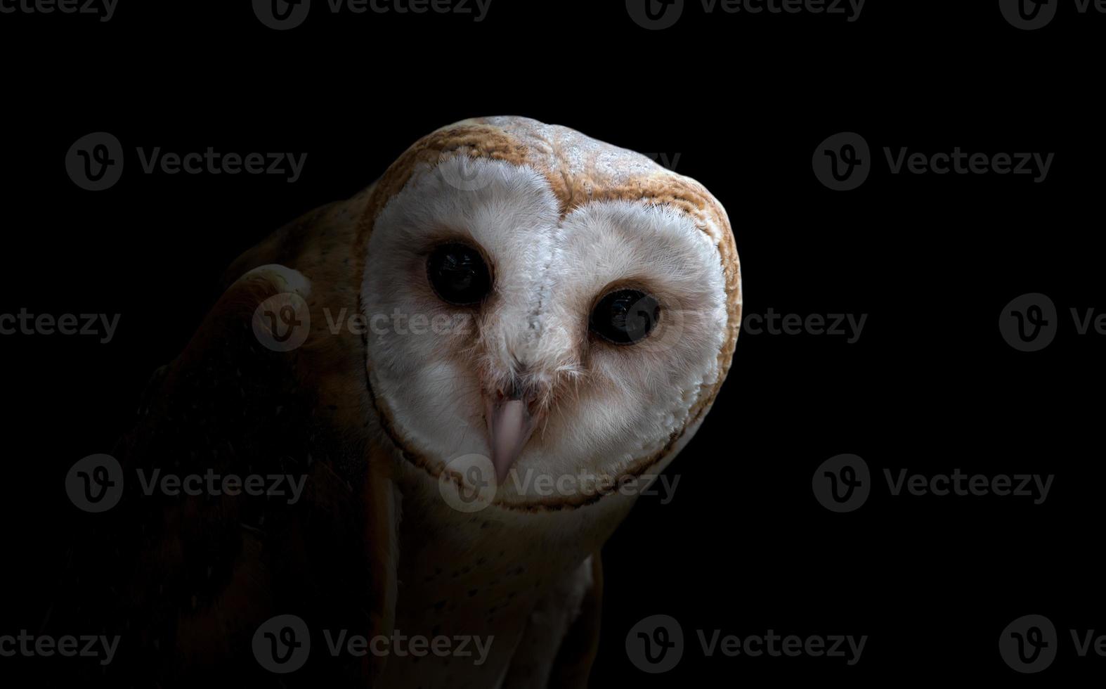 common barn owl photo