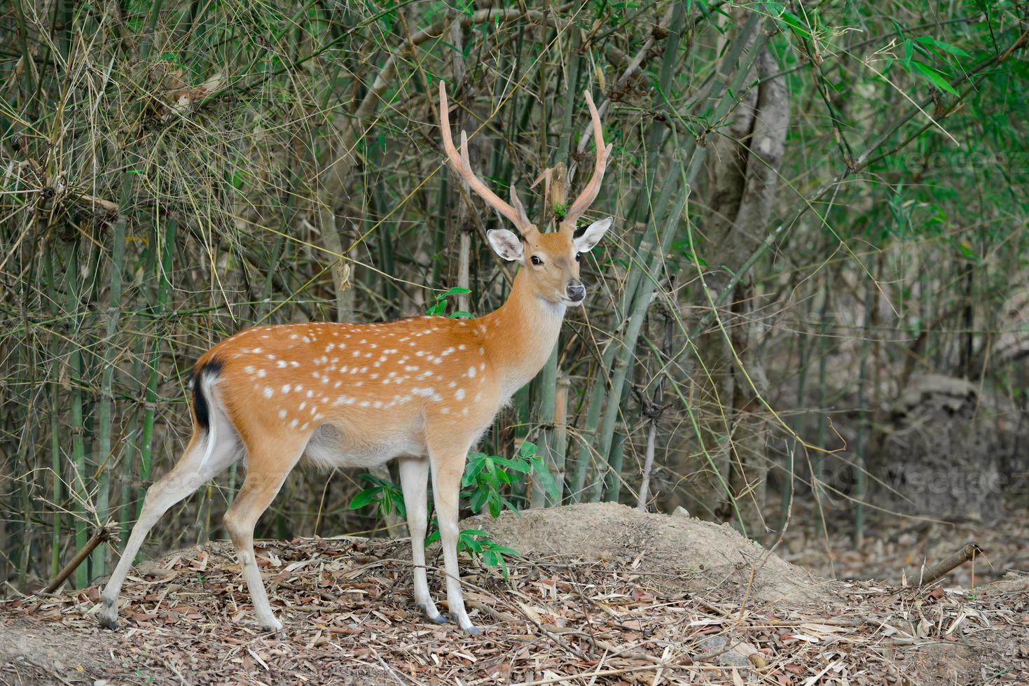 sika deer in forest photo