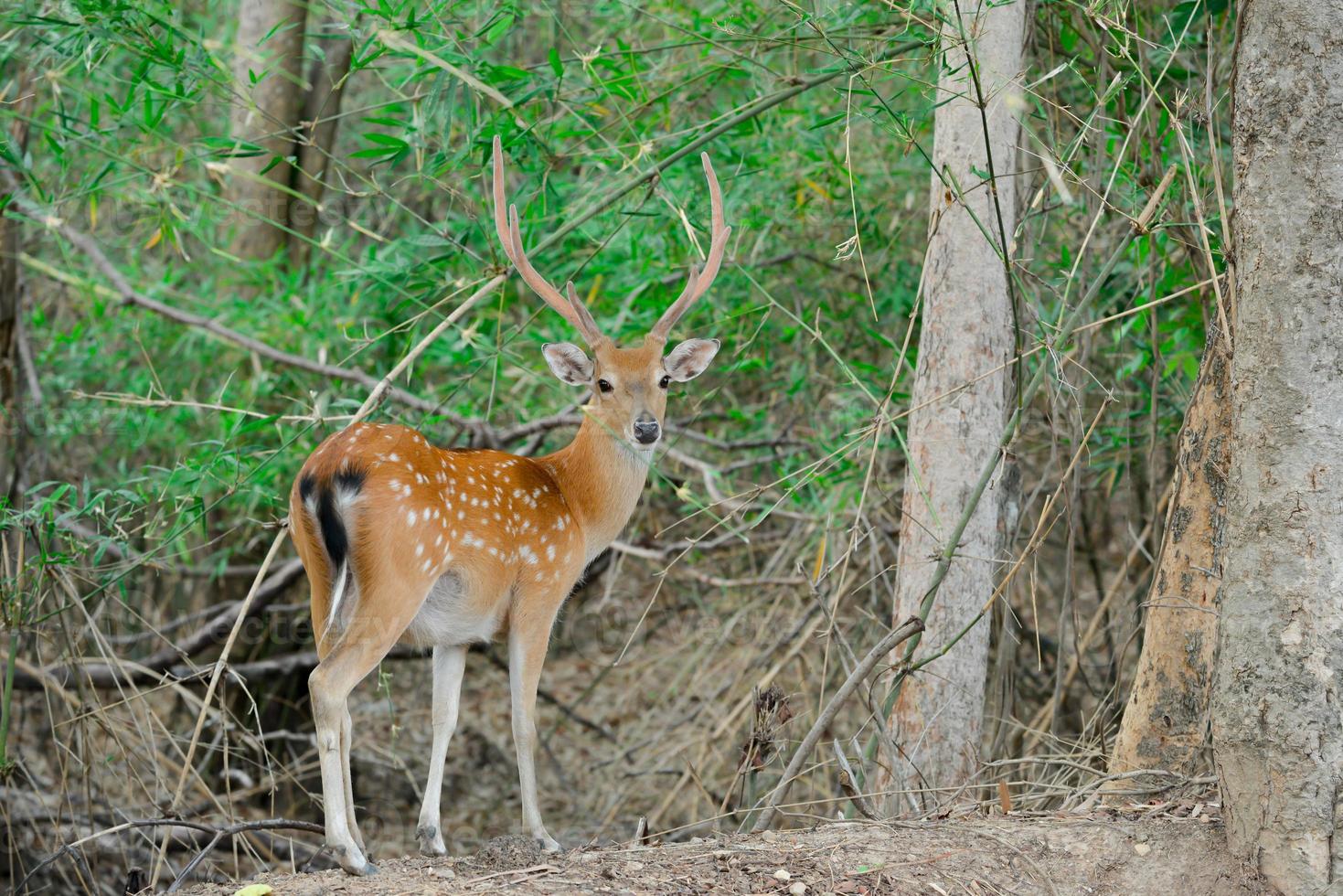 sika deer in forest photo