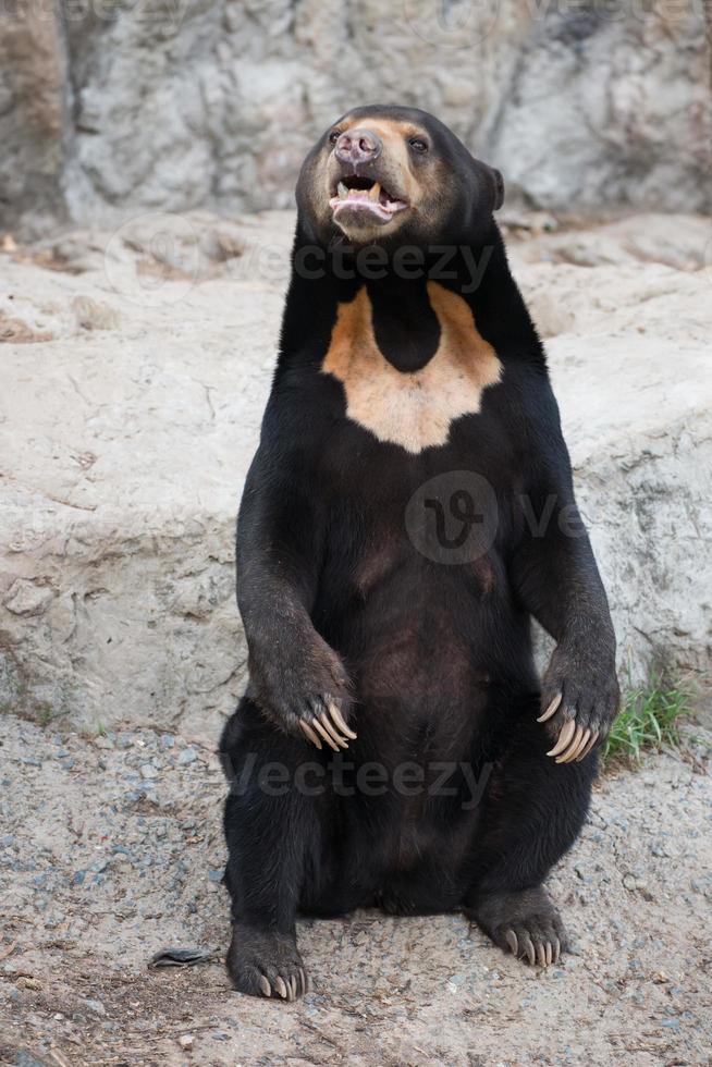 oso de sol malayo foto
