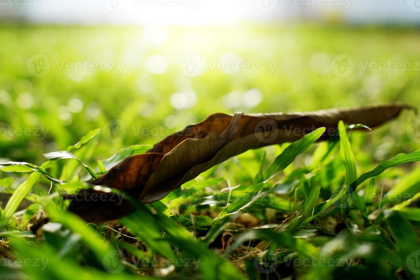 dry leaves in the grass garden in the harsh and warm afternoon light photo