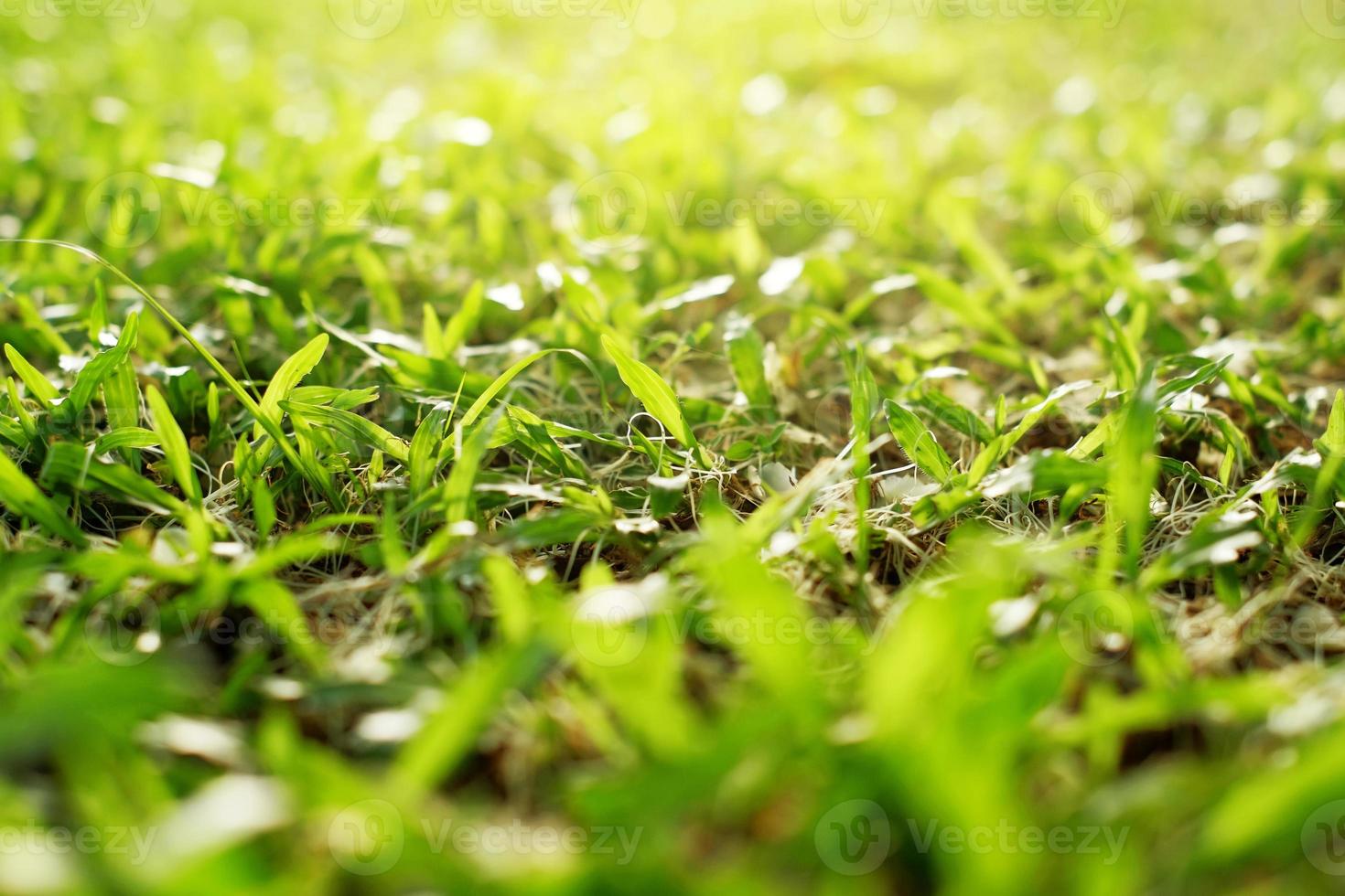 the grass garden with the harsh and warm afternoon light photo