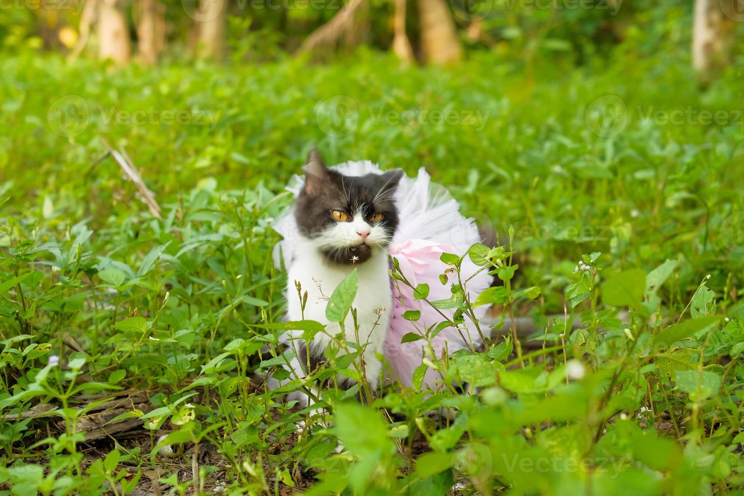 Portrait of yellow-eyed black cat hunting in the bush using ballet tutu photo