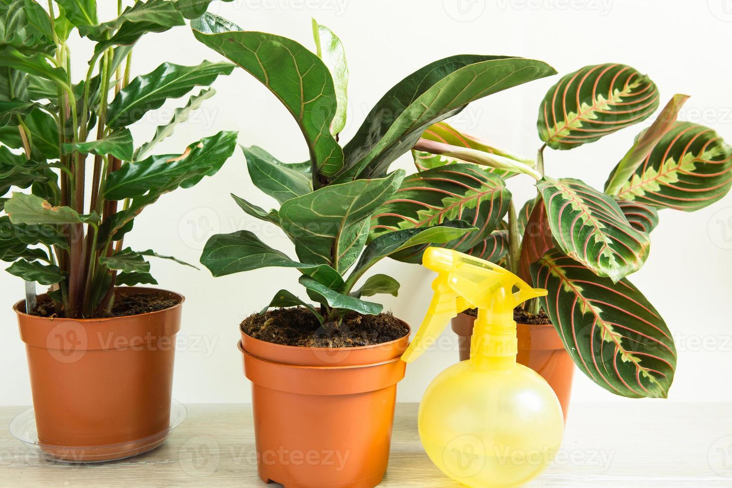 un grupo de plantas de interior populares en macetas calathea, maranta, marantaceae, haworthia, ficus lirata, benjamin, echeveria. cultivo de plantas de interior en macetas, decoración, cuidado y cultivo de casas verdes foto