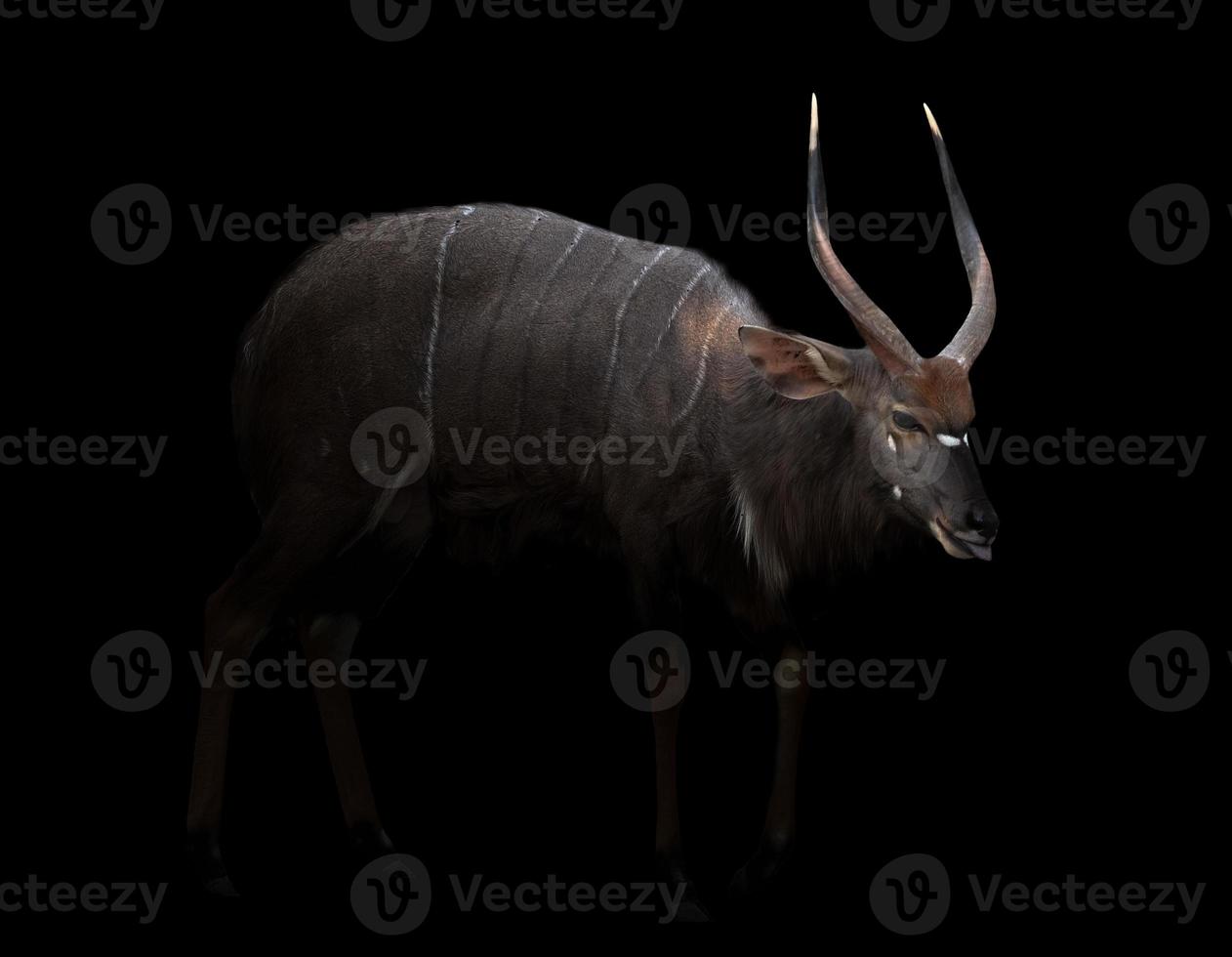 male nyala standing in the dark photo