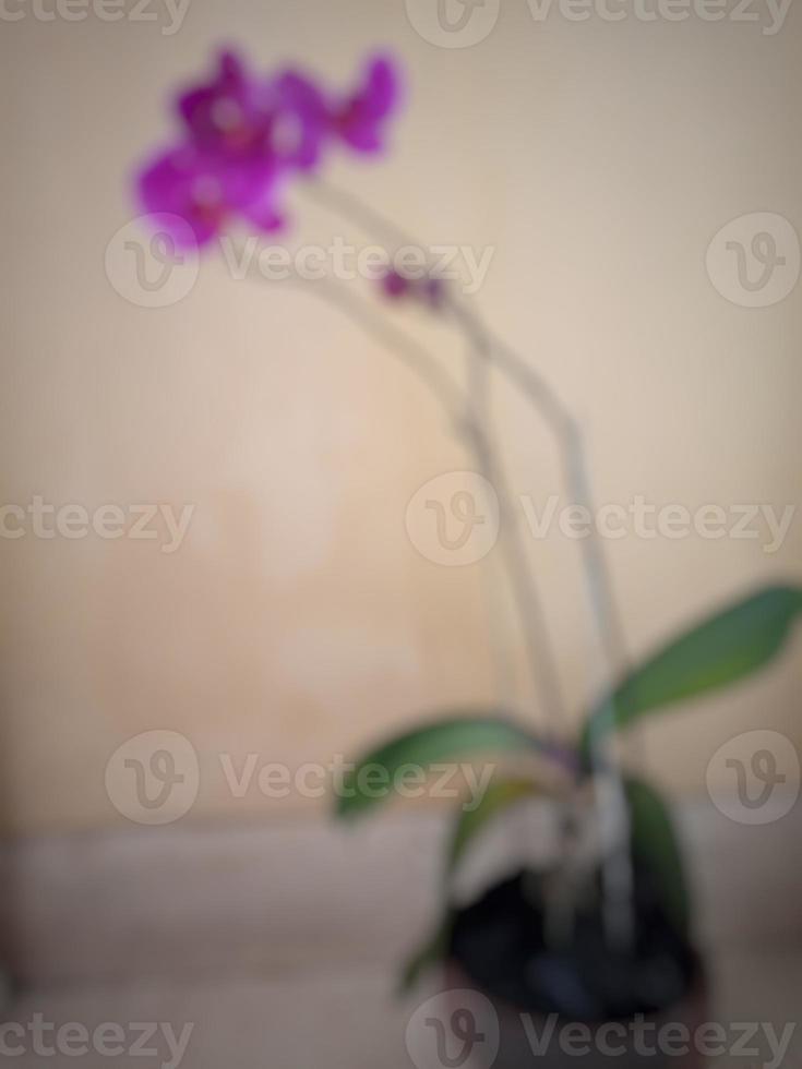 Blur photo of purple orchid flower ornamental plant