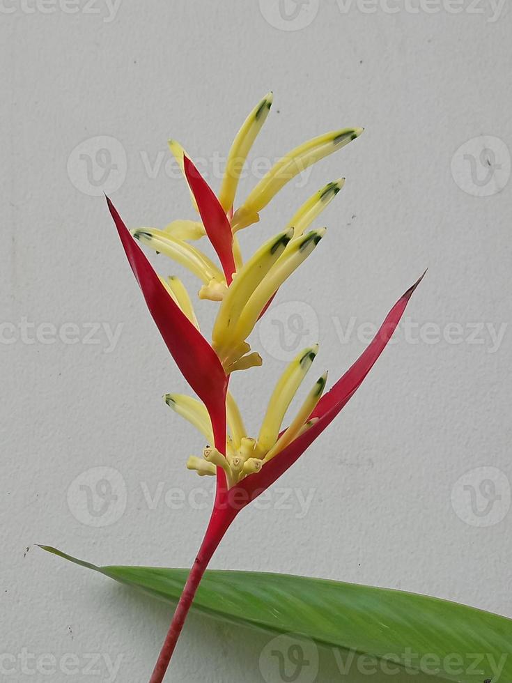 Photo of heliconia flower ornamental plants