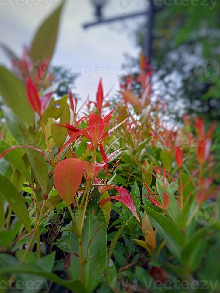 Photo of red shoots of ornamental plants