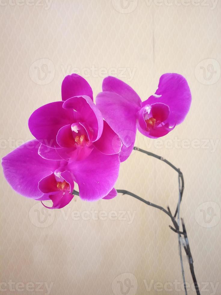 Photo of purple orchid flower ornamental plants