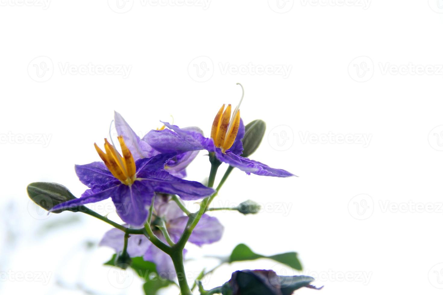 Flower of Purple-Fruited Pea Eggplant and white background. Another name is Solanum Trilobatum, Sparrow's Brinjal. photo