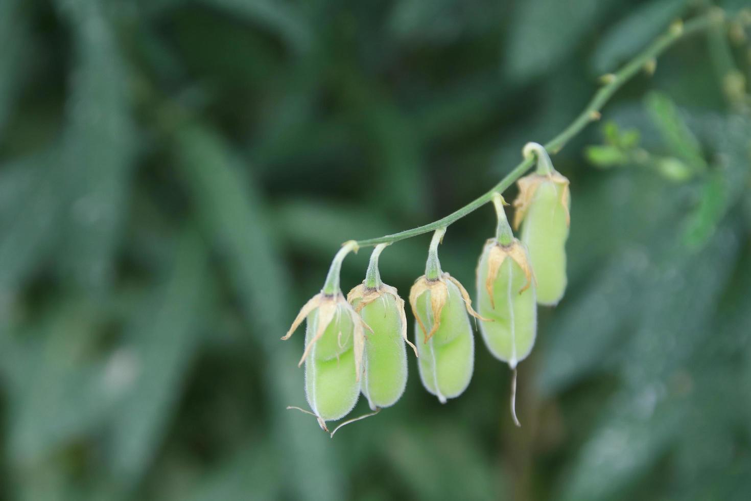 Light green pods of Sunn Hemp are on branch and blur green leaves background. photo