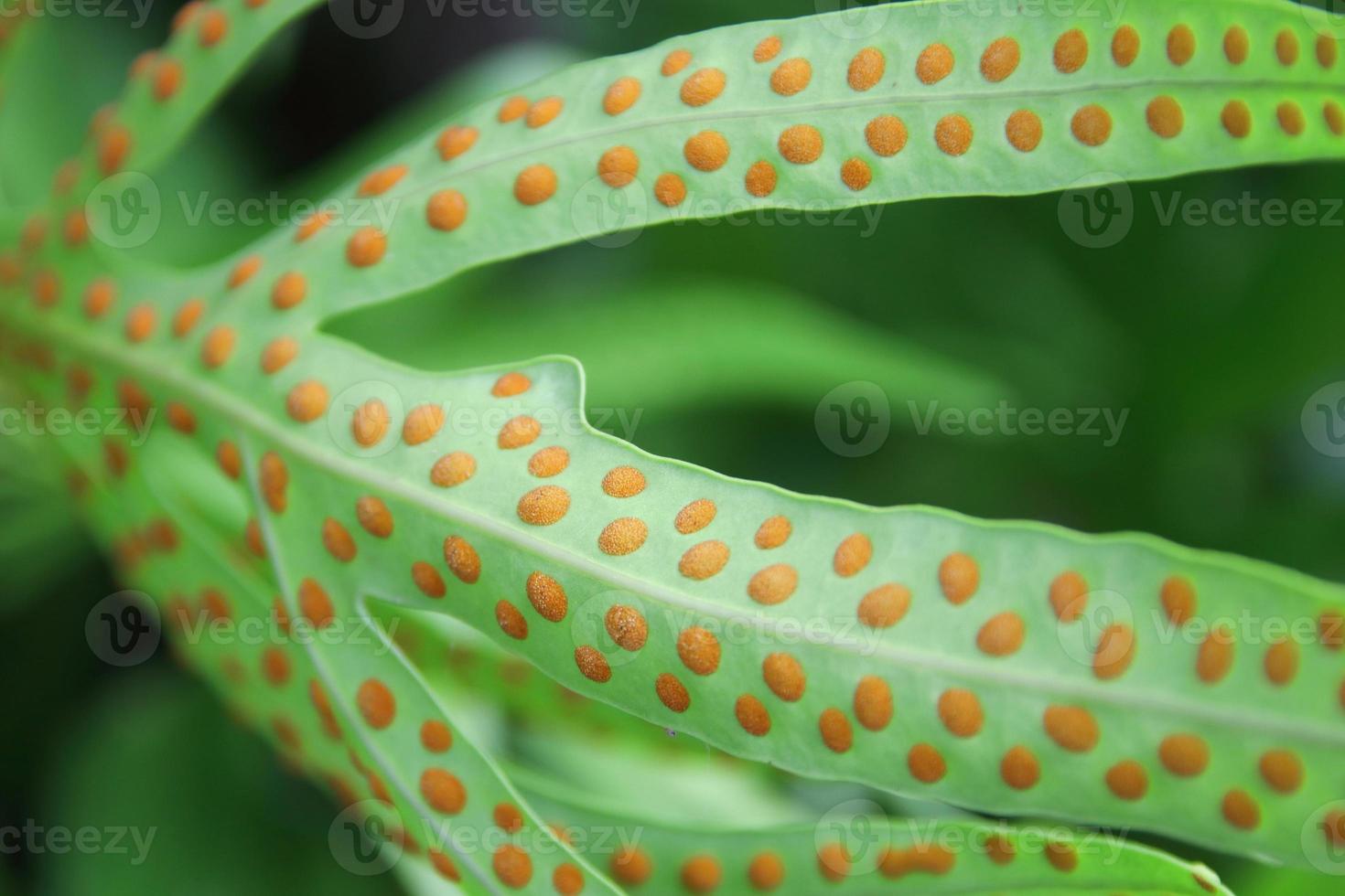 manchas anaranjadas de esporas en la parte posterior de la hoja verde del helecho. fila de manchas anaranjadas al lado de la línea media de la hoja. foto