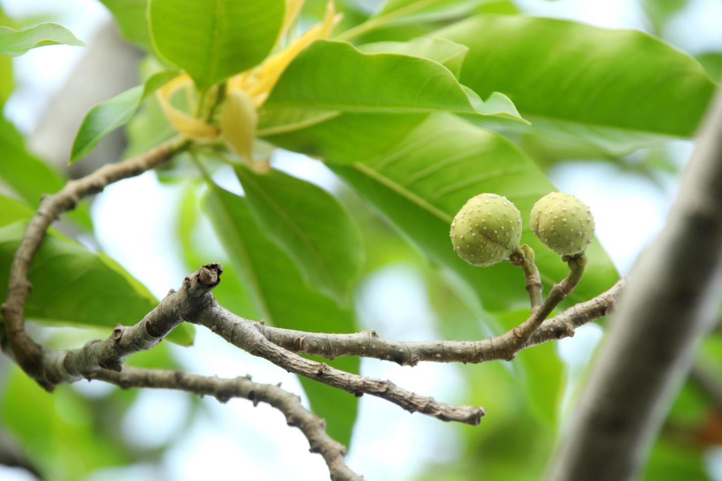 fruta verde claro de champaka blanco en rama y fondo de hojas verdes borrosas, tailandia. otro nombre es sándalo blanco o árbol de orquídeas de jade blanco, tailandia. foto