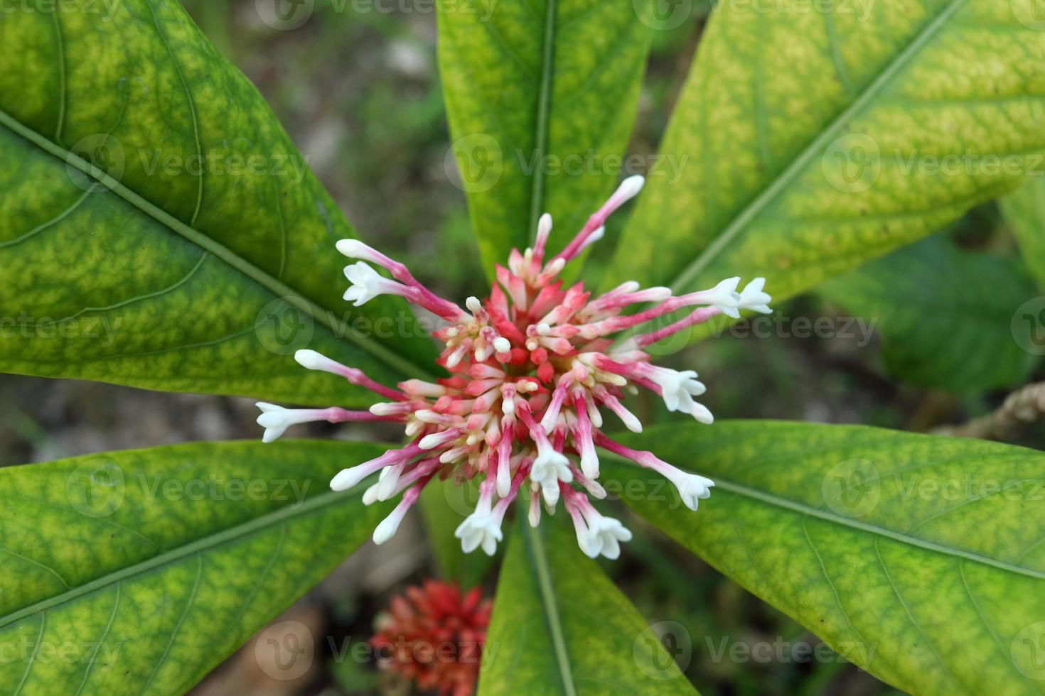 Indian Snake Root or Rauwolfia tree, white flowers on branch, bud and blooming and blur green leaves background on top view in nature, Thailand. photo