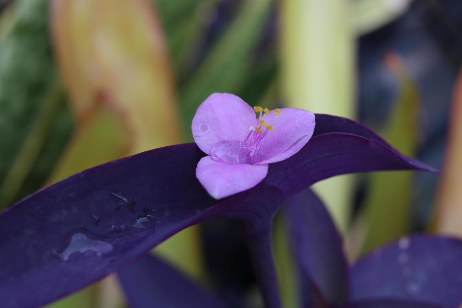 una flor de corazón púrpura en la rama y pistilo amarillo con fondo borroso. hay pequeñas gotas de agua en el pétalo. otro nombre es tradescantia púrpura, planta de ostras, lirio de barco. foto