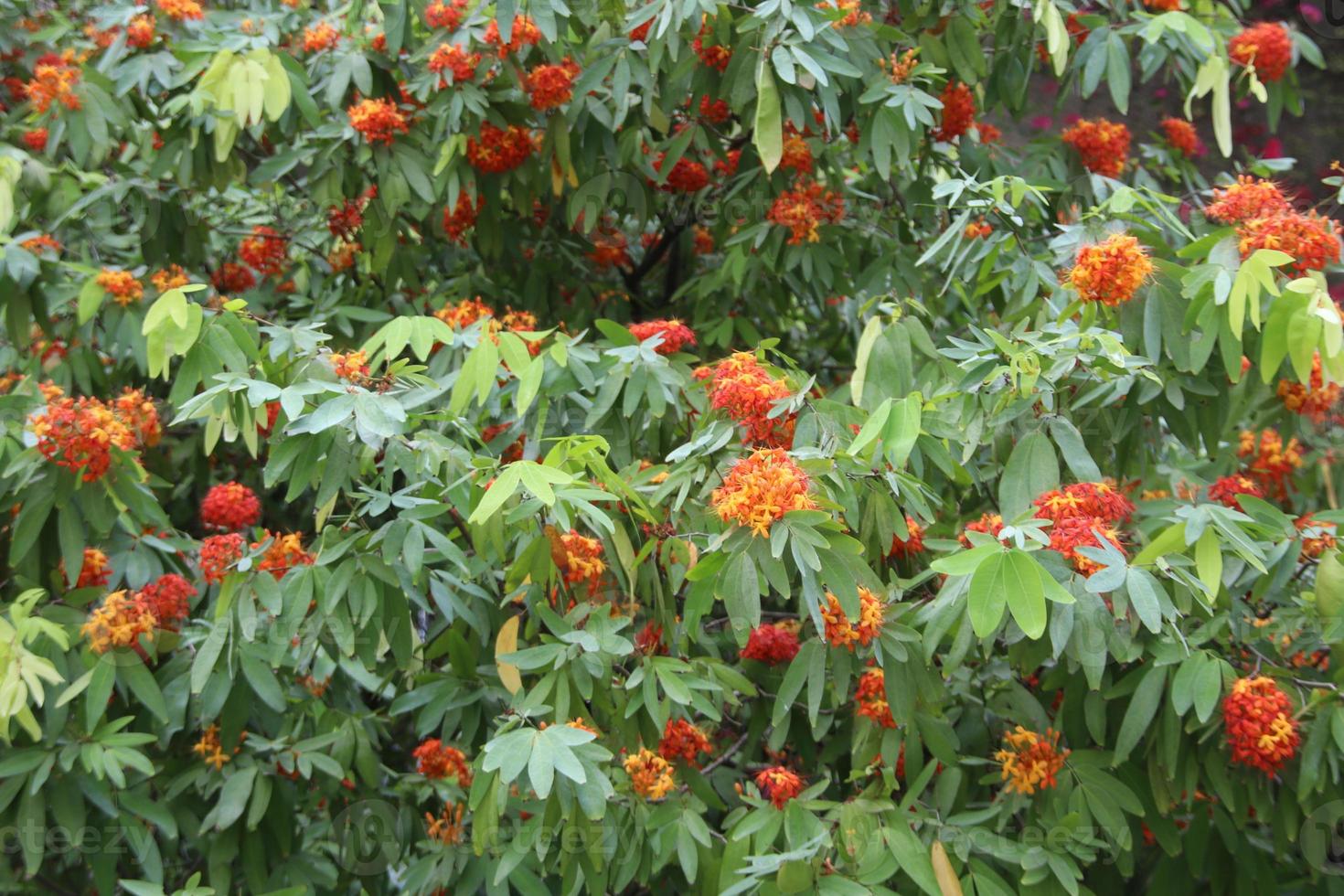 Ashoka tree and flowers blooming on branch. In Thailand Ashoka's flowers are ingredient of Thai curry, sour soup made of tamarind paste. photo