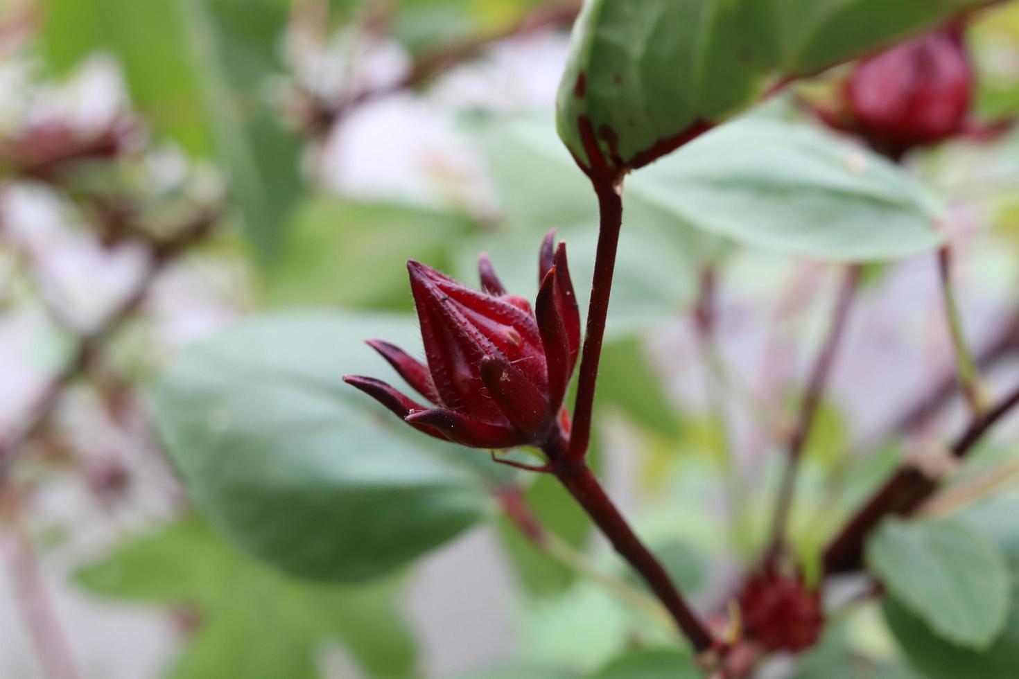 Young fruit of Rozelle is on branch and blur green leaves. Another name is Jamaican sorel, Rozella, Sorrel, Red sorrel. photo