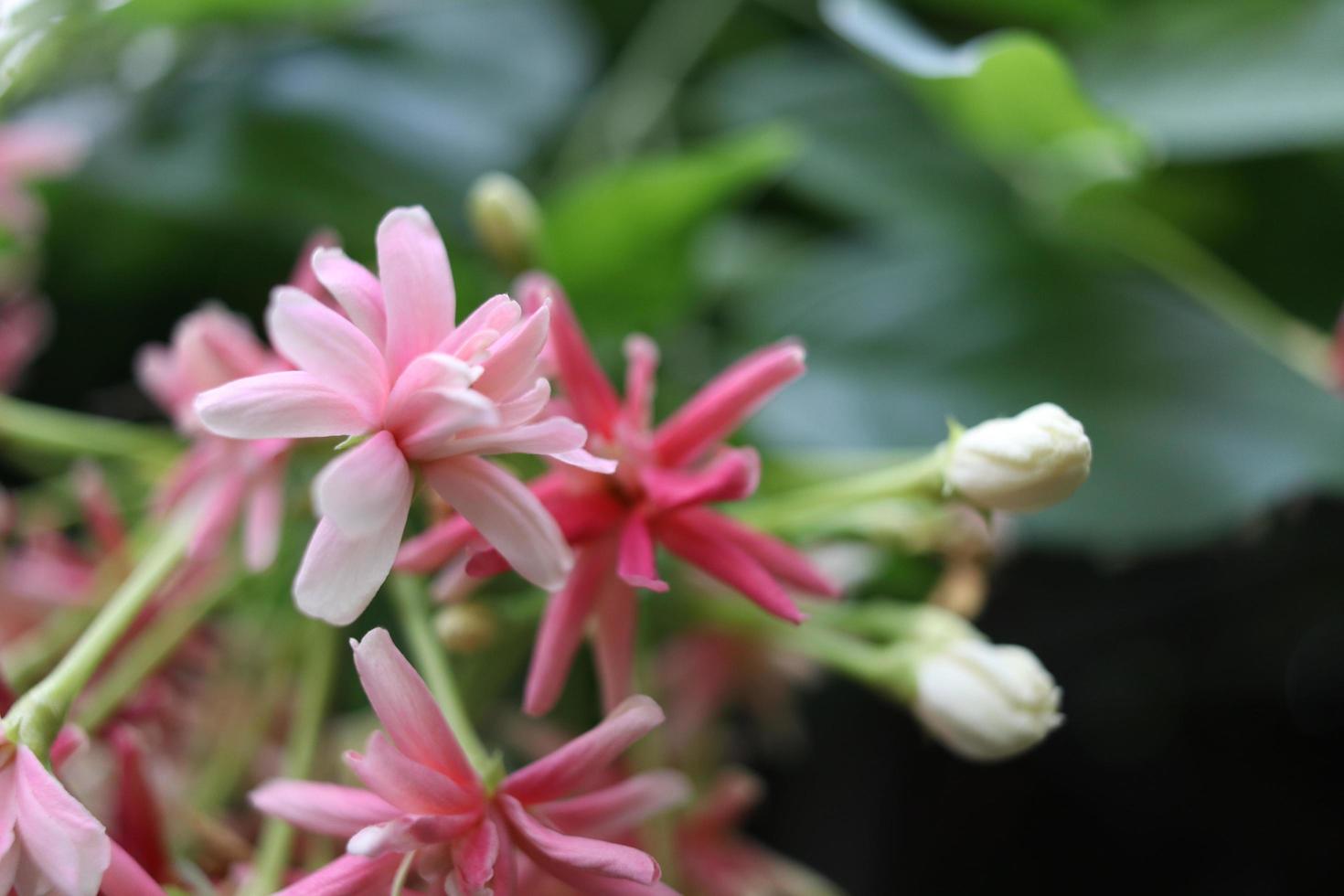 las flores de la enredadera de rangoon rosa claro están floreciendo en la rama. otro nombre es madreselva china, marinero borracho. foto