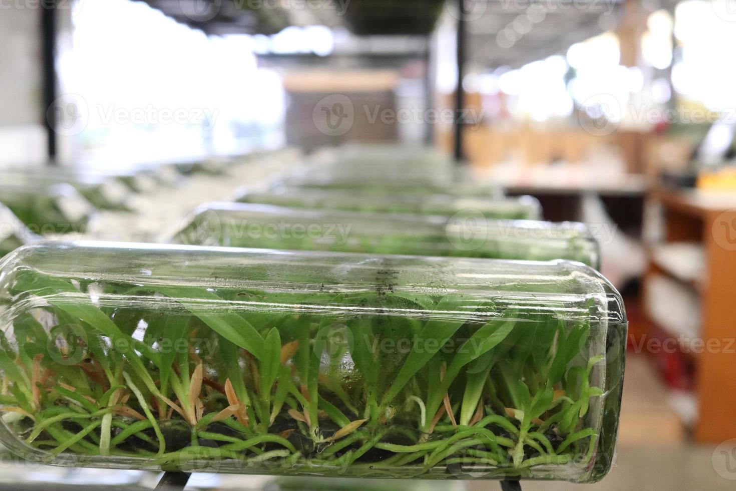 Beside of Tissue culture orchids glass bottle, bottles are in row on shelf, Thailand. photo