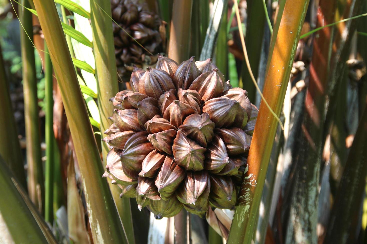 A group of Nipa palm's fruits and tree background. photo