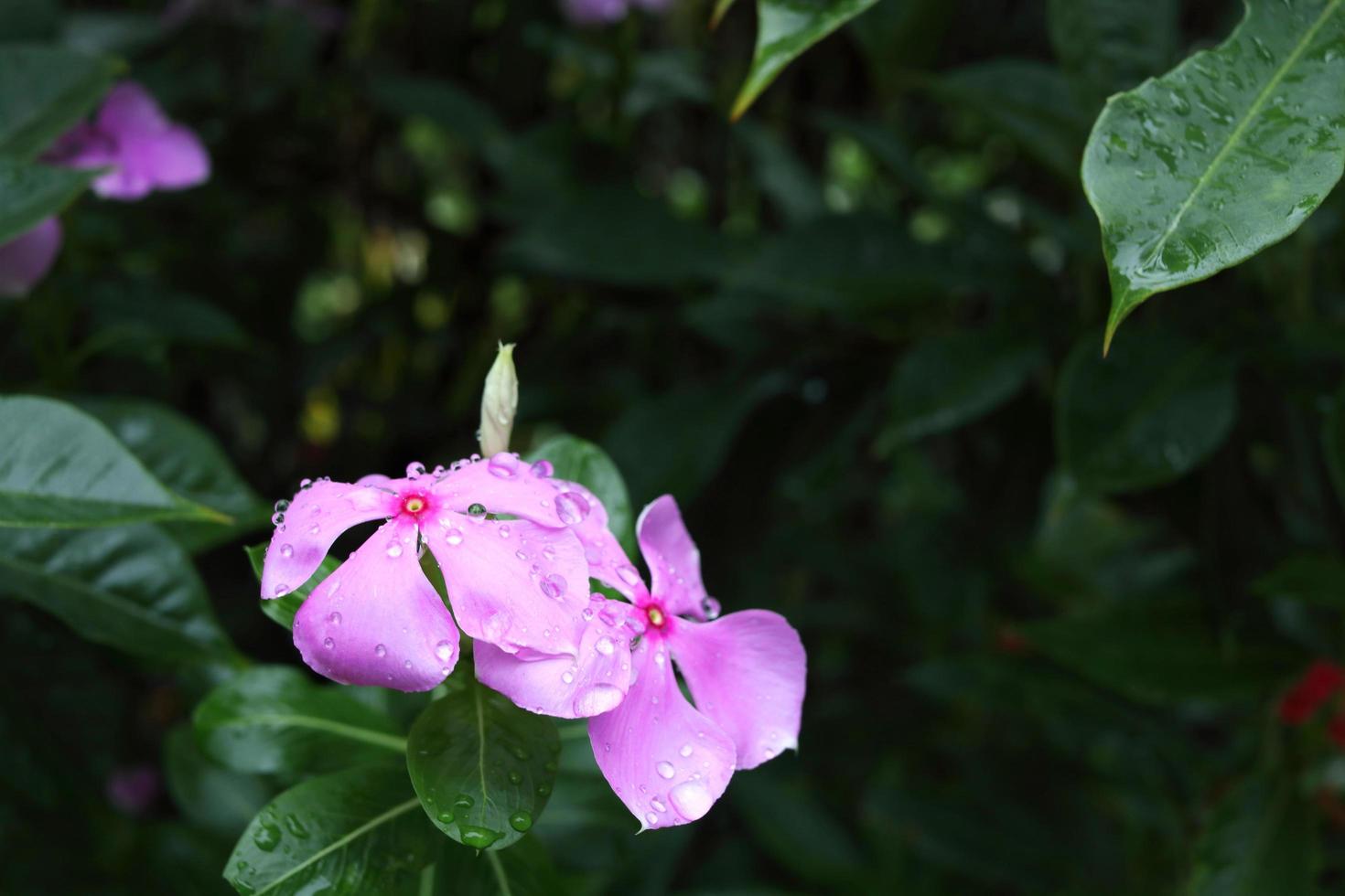 Pink flower of Madagascar Periwinkle and blur background, droplets are on the petal. Another name is West Indian Periwinkle, Indian Periwinkle, Pink Periwinkle, Old Maid, Vinca. photo