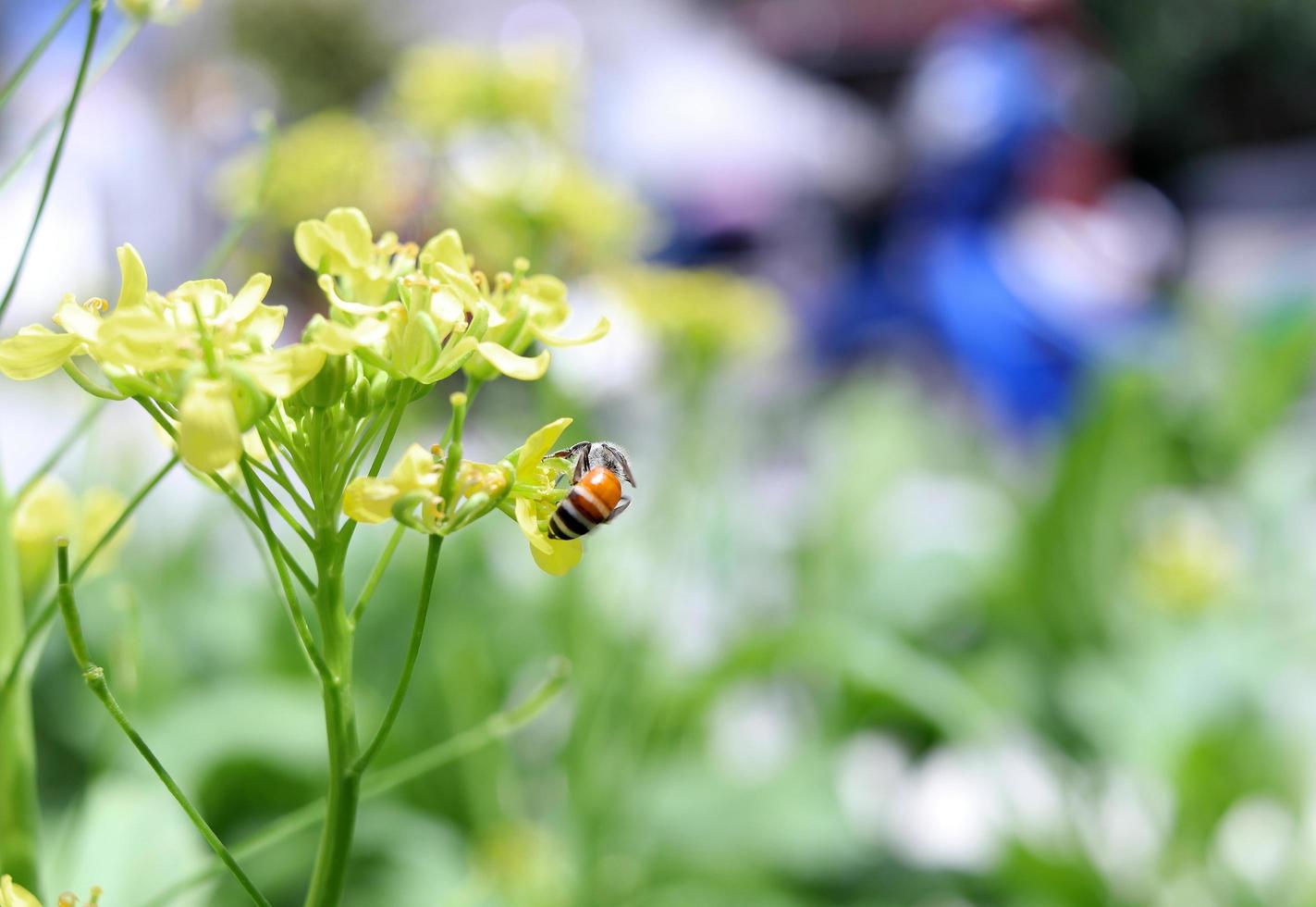 un insecto está atrapando flores amarillas brillantes de pakchoi falso o pakchoi simulado y desdibuja el fondo de las hojas verdes. foto