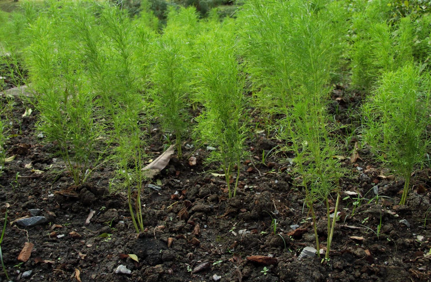 Green trees of Dog Fennel or Thoroughwort crop on dark brown soil, Thailand. Leaf shape look like feathery or line. photo
