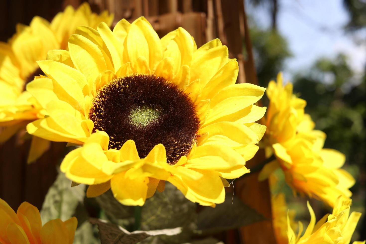 Girasol amarillo brillante artificial floreciendo y luz solar. foto