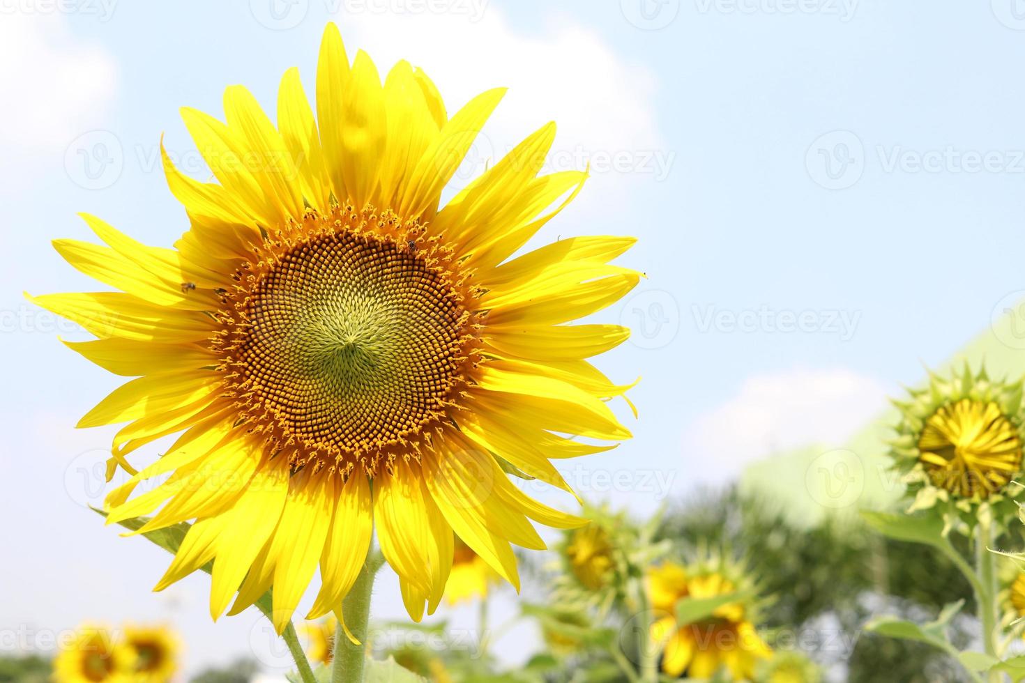 Sunflower blooming and light blue sky background. photo