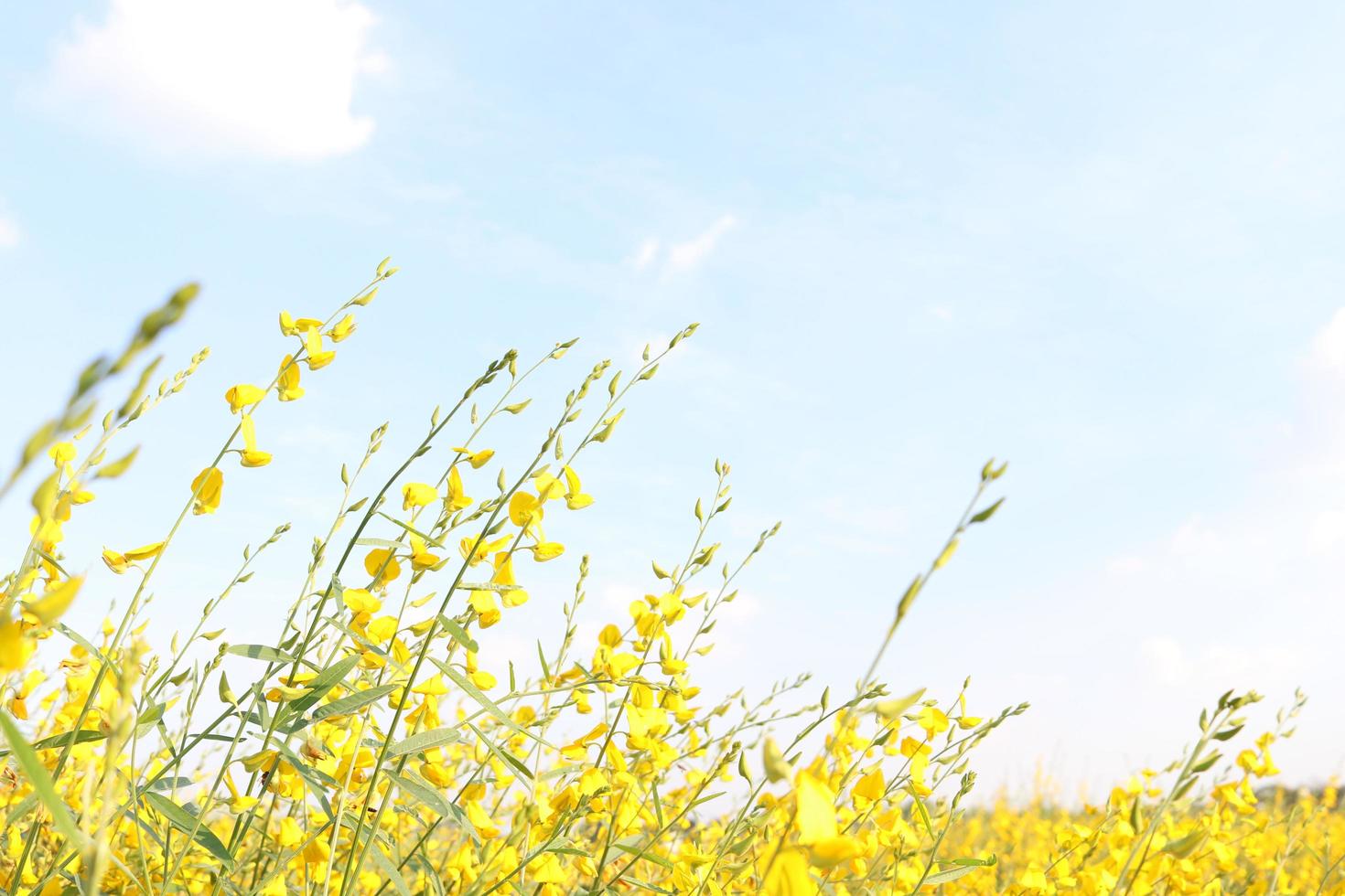 Bright yellow flowers of Sunn Hemp on branches and light sky background. photo