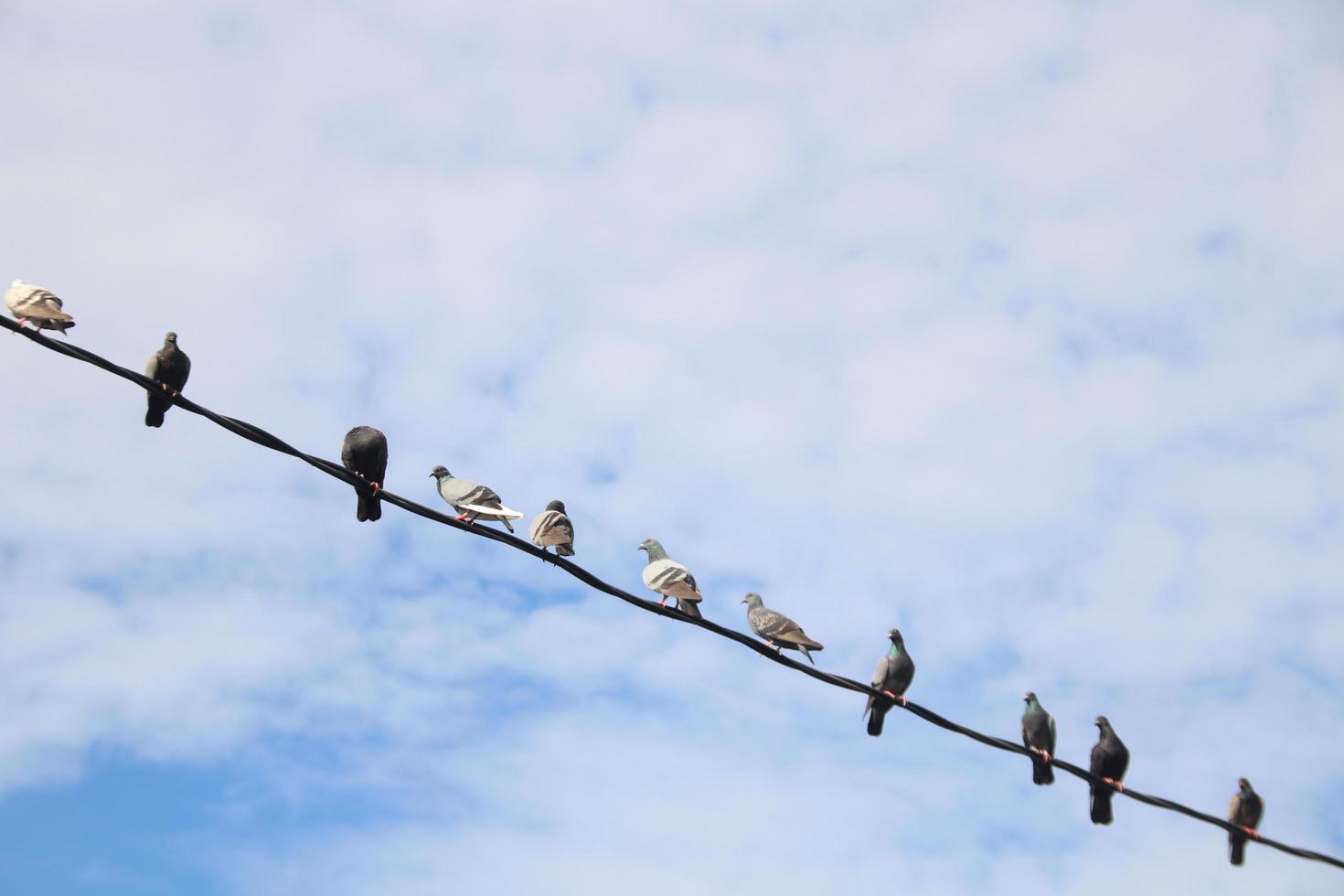 Pigeons are catching wire and white clouds background in shining day. photo