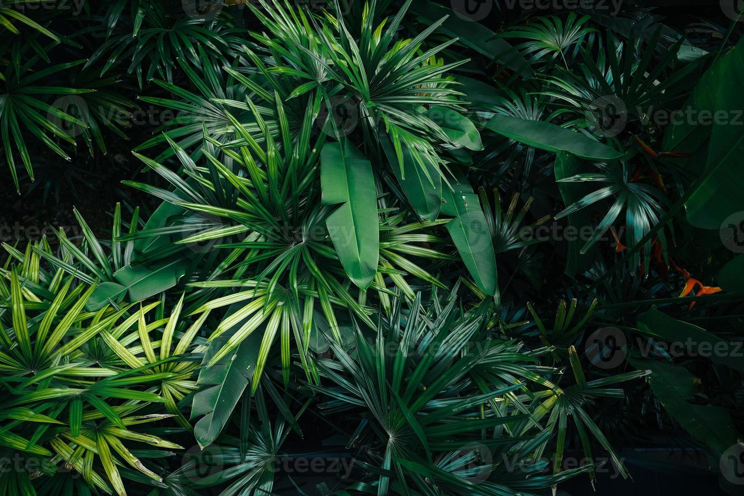 fondo de árboles y hojas tropicales foto