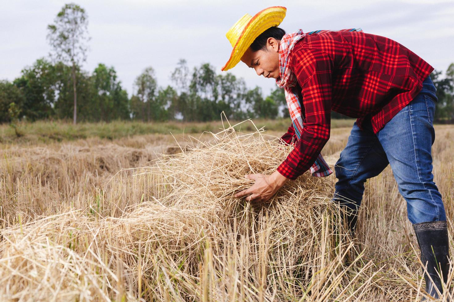 Asian farmer with rice stubble in the field photo