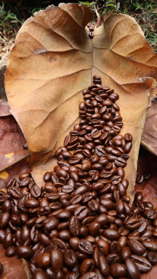 granos de café sobre hojas secas de teca, fondo marrón, textura foto