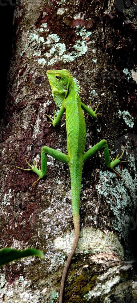 Green chameleons are climbing trees, crawling on trees photo