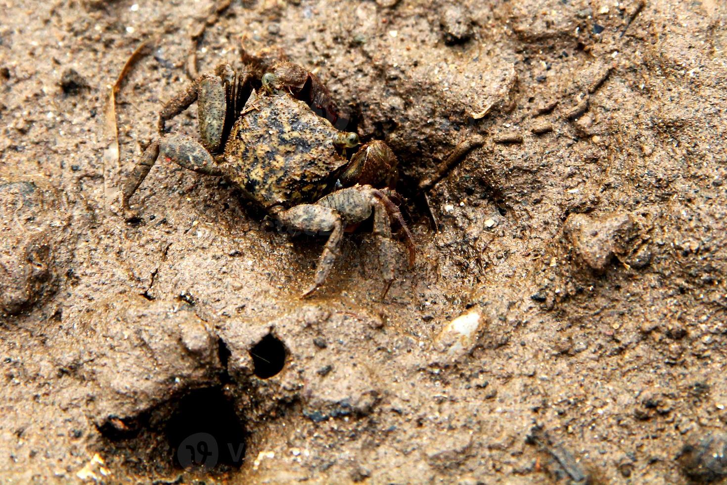 Small crabs whose skin is similar to the texture of the soil photo