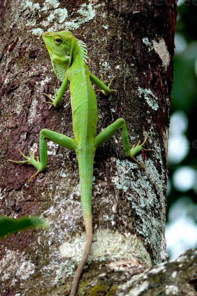 A beautiful chameleon crawling on a tree photo
