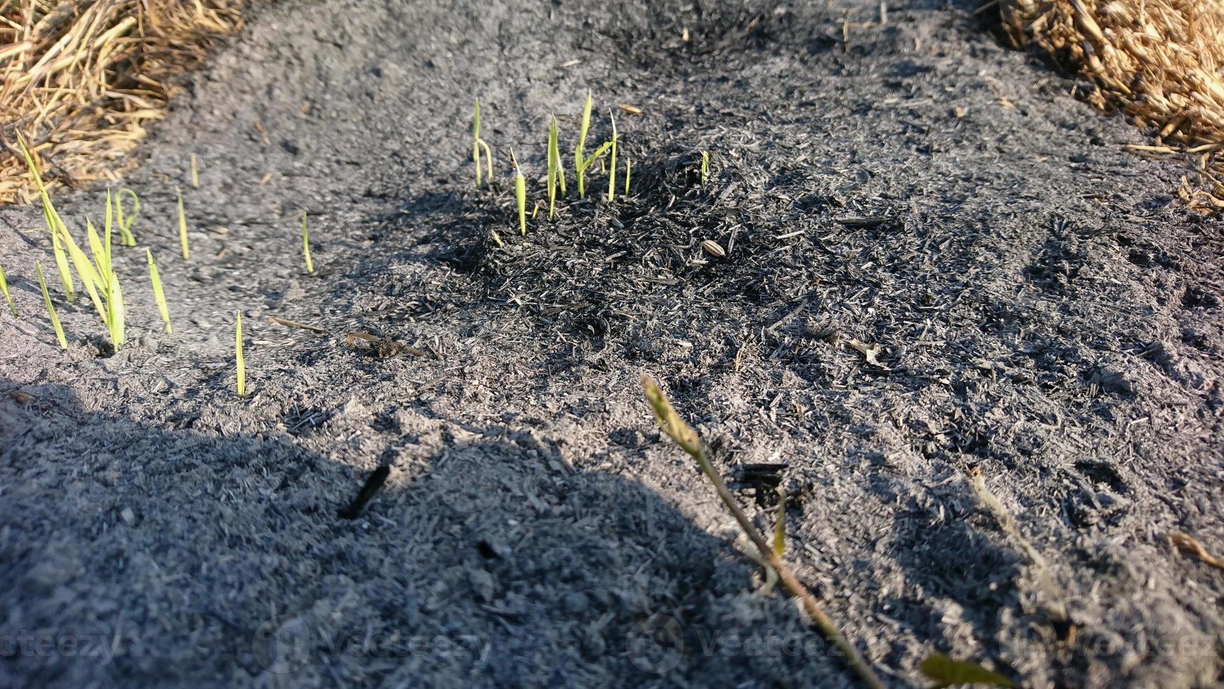 Ash from burning straw covered with grass, selective focus photo