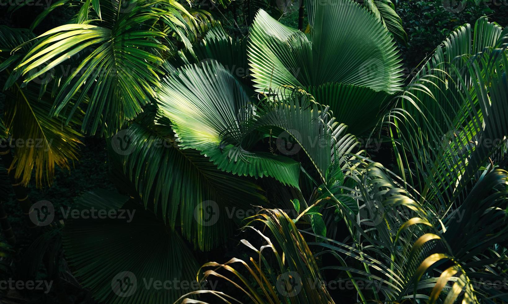 tropical leaves and trees background photo