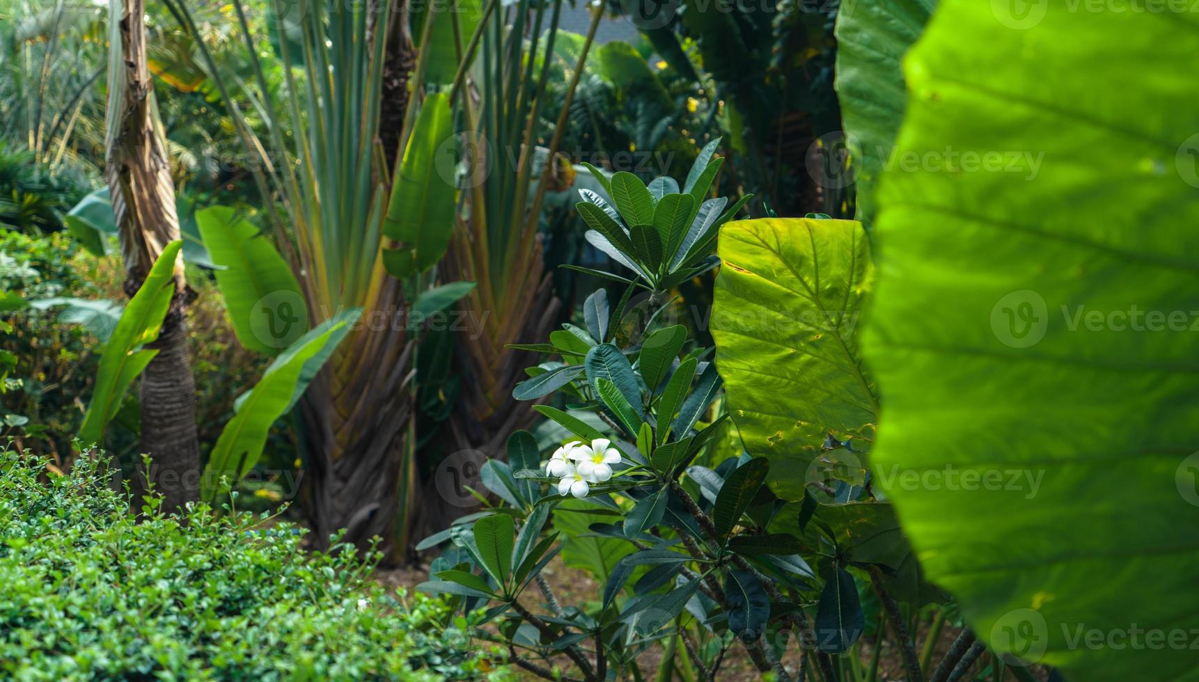 tropical leaves and trees background photo