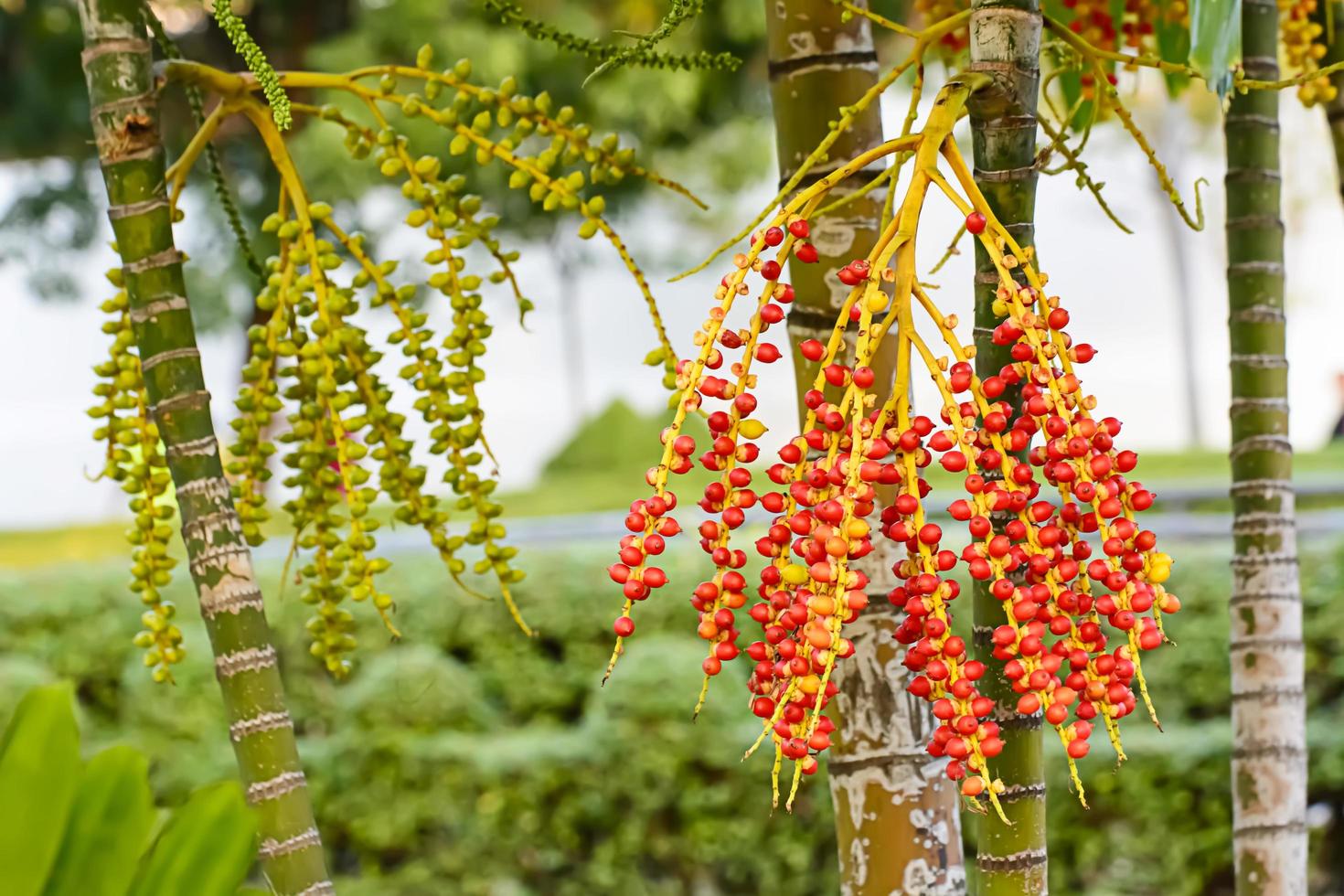 Effects of Areca catechu photo