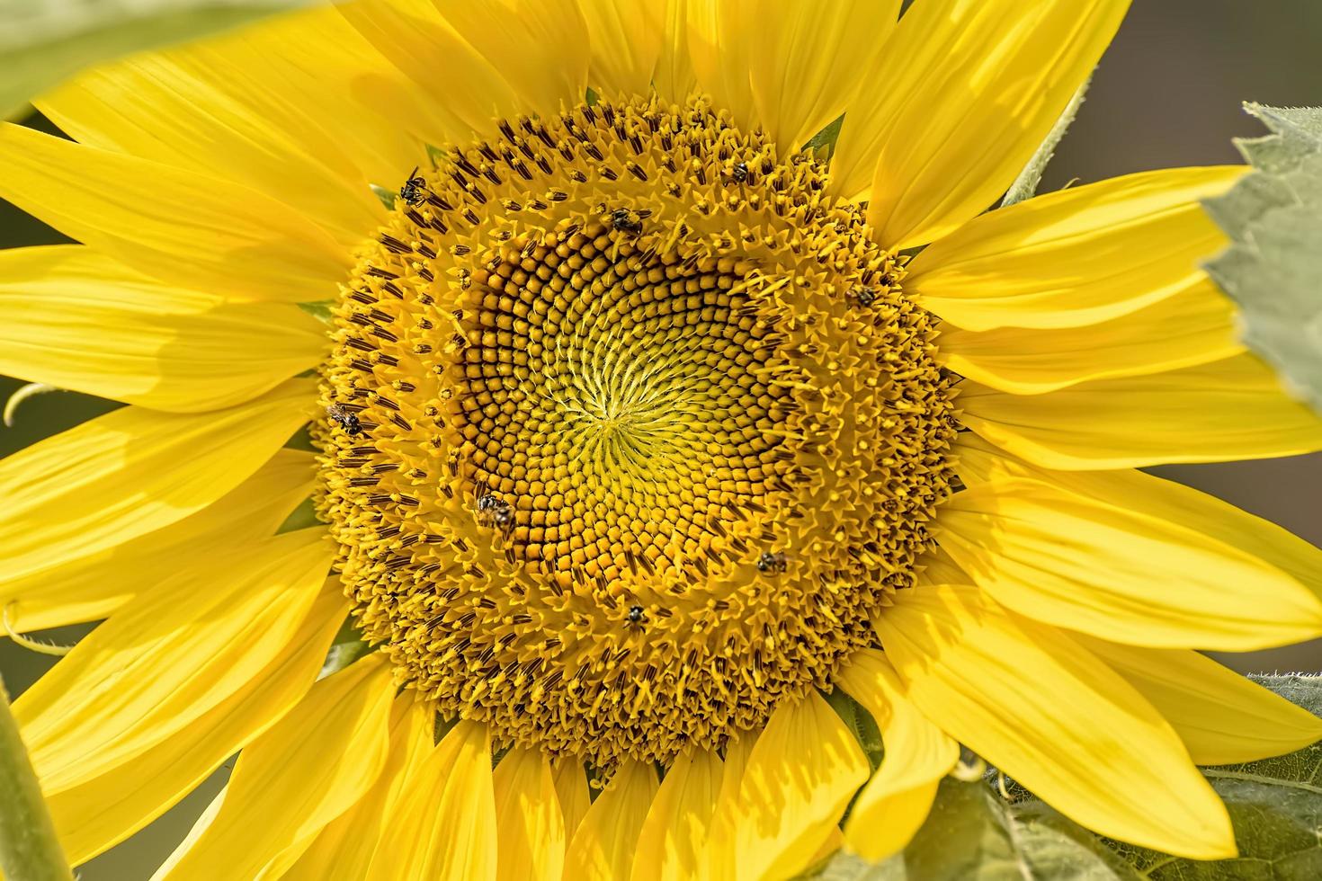 Sunflower in full bloom in field of sunflowers on a sunny day. photo