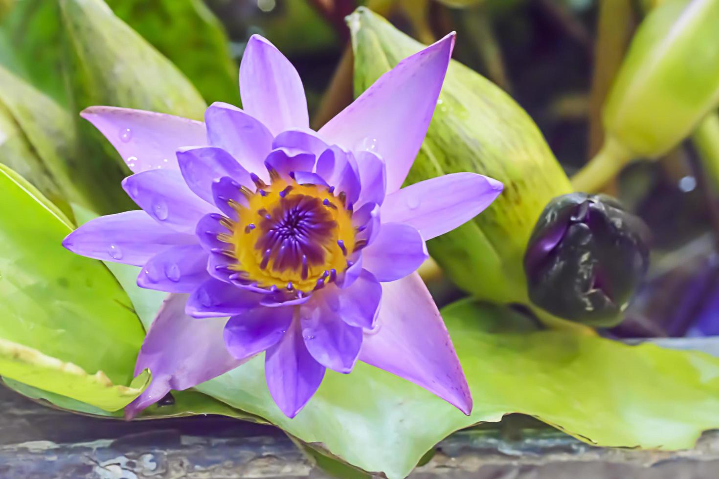 Lotus in many colors and beautiful in ponds. photo